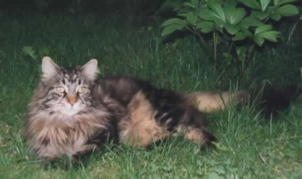 Maine Coon Bootes